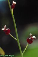 Plancia ëd Caulanthus amplexicaulis S. Watson