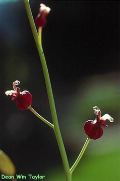 Sivun Caulanthus amplexicaulis S. Watson kuva