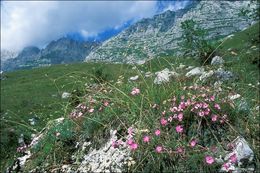 Image of woodland pink