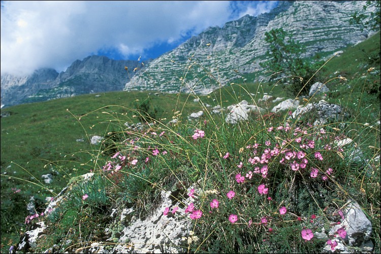 Image of woodland pink