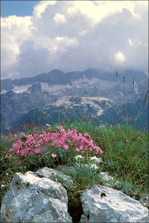Image of woodland pink