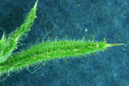 Image of Fitches Spikeweed