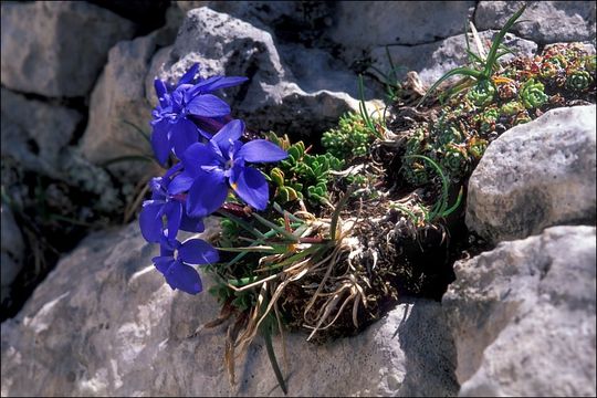 Gentiana terglouensis Hacq. resmi