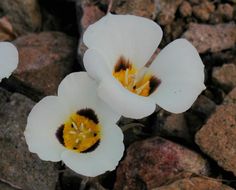 Calochortus leichtlinii Hook. fil. resmi