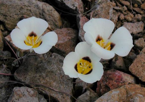 Calochortus leichtlinii Hook. fil. resmi