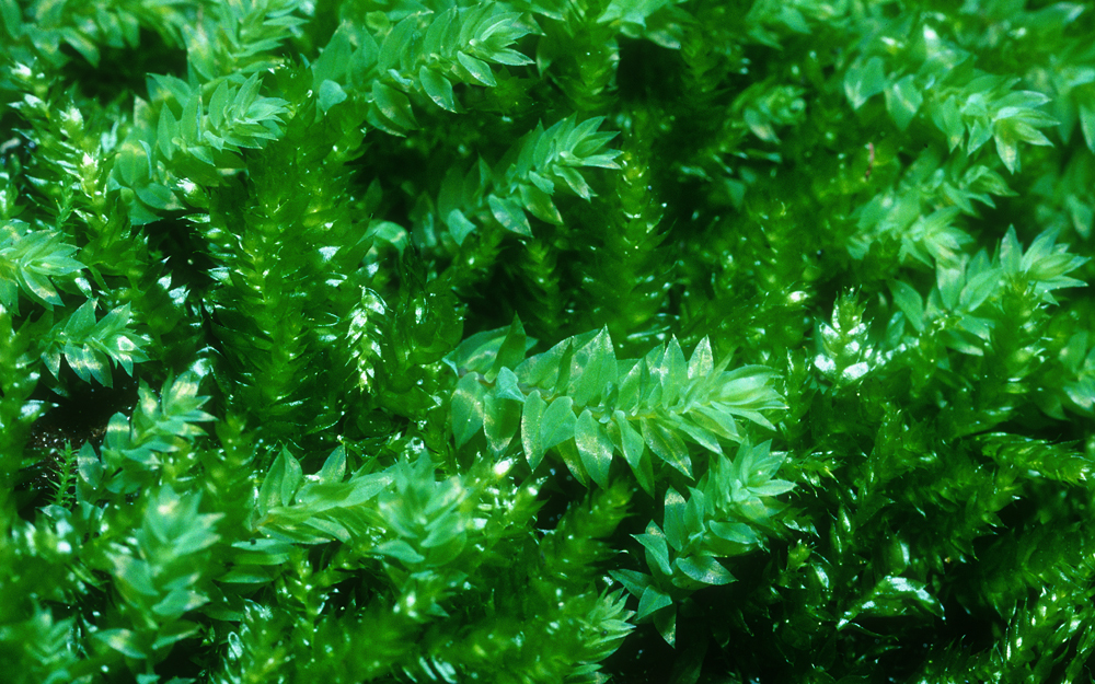 Image of plagiothecium moss