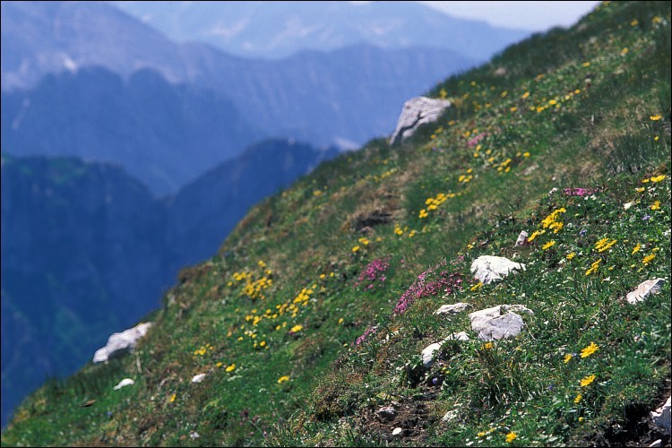 Image of Doronicum glaciale (Wulfen) Nym.