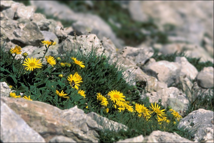 Image of Doronicum glaciale (Wulfen) Nym.