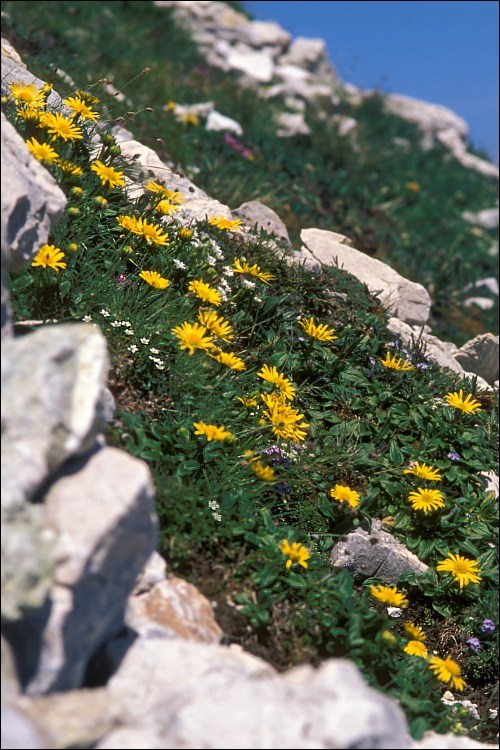 Image of Doronicum glaciale (Wulfen) Nym.