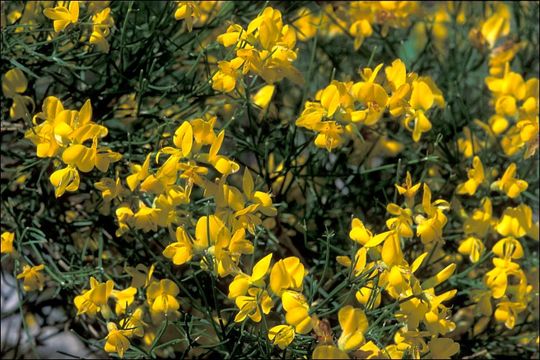 صورة Genista radiata (L.) Scop.