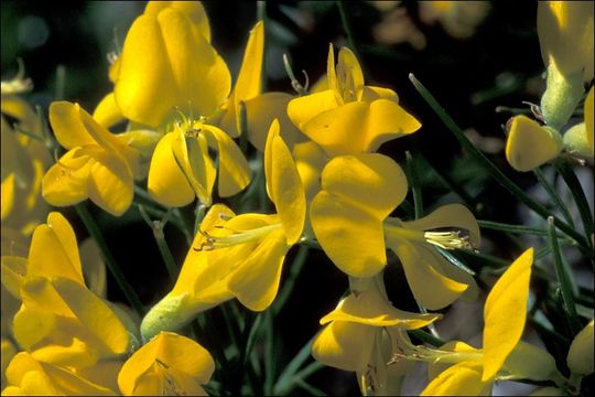 Image of Genista radiata (L.) Scop.