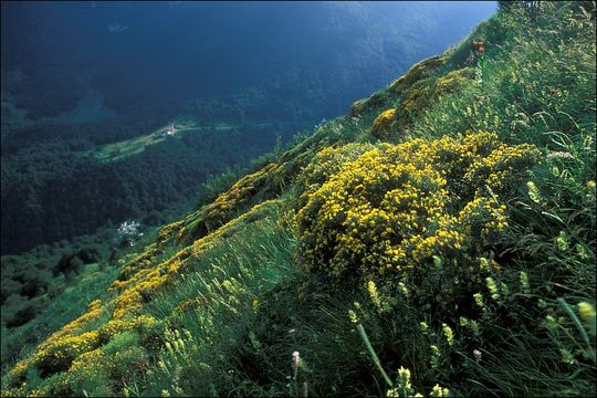 صورة Genista radiata (L.) Scop.