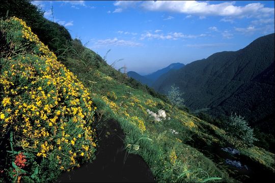 صورة Genista radiata (L.) Scop.