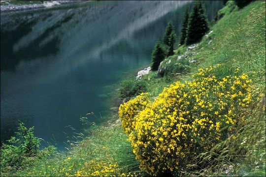 صورة Genista radiata (L.) Scop.