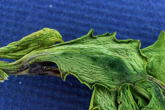 Image of Rocky Mountain groundsel