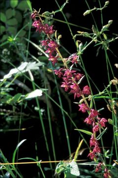 Image of Royal helleborine