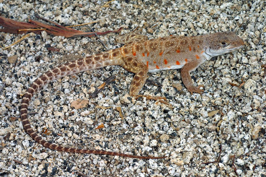 Image of Cope's leopard lizard