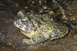 Image of Arroyo toad