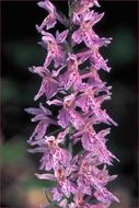 Image of Common spotted orchid