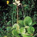Image of round-leaved wintergreen