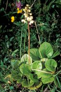 Image of round-leaved wintergreen