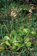 Image of round-leaved wintergreen