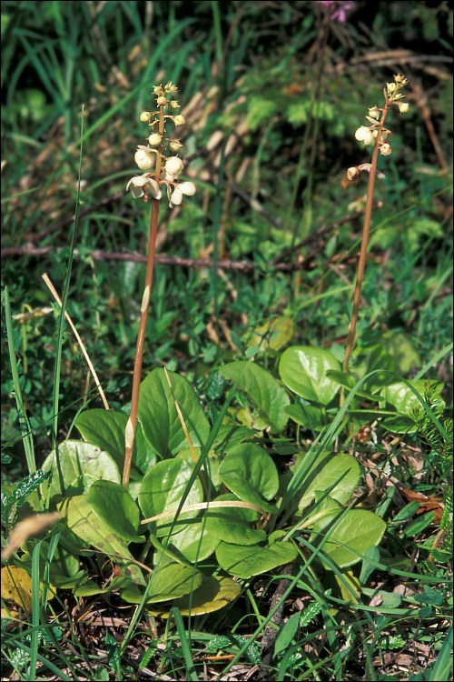 Plancia ëd Pyrola rotundifolia L.