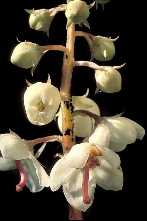 Plancia ëd Pyrola rotundifolia L.