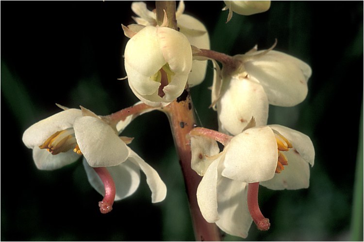 Plancia ëd Pyrola rotundifolia L.