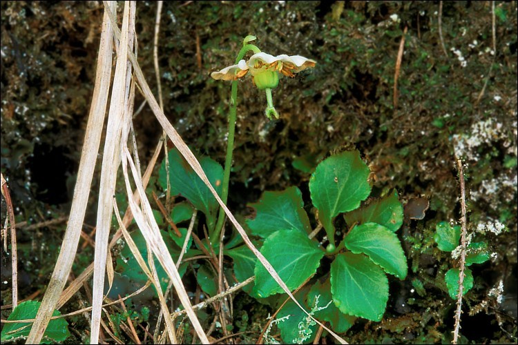 Plancia ëd Moneses uniflora (L.) A. Gray