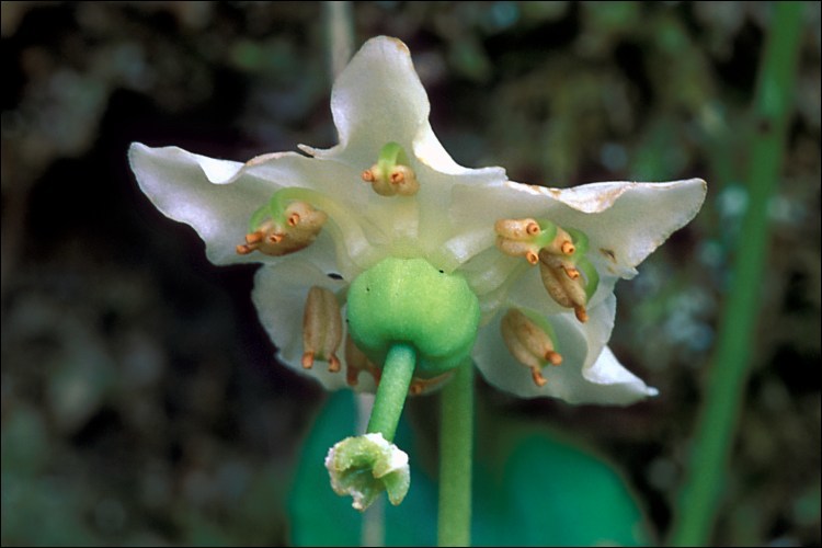 Plancia ëd Moneses uniflora (L.) A. Gray