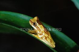 Image of Hourglass Treefrog