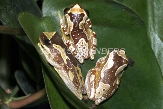 Image of Hourglass Treefrog