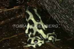 Plancia ëd Dendrobates auratus (Girard 1855)