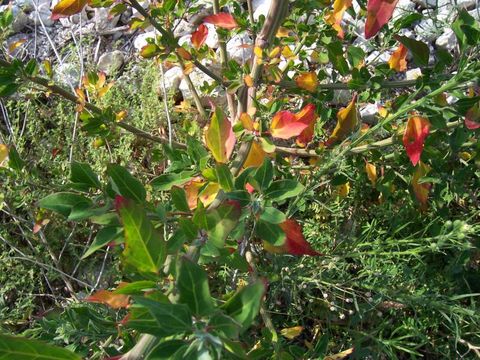 Imagem de Chenopodium album L.