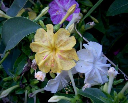 Image of Four o'Clock flower