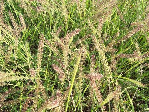 Image of stalked bur grass