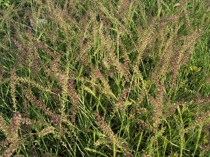 Image of stalked bur grass