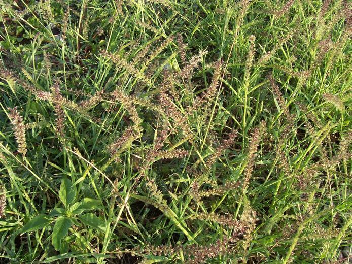 Image of stalked bur grass