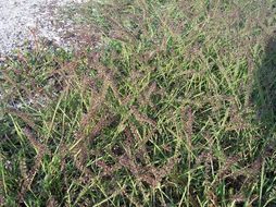 Image of stalked bur grass