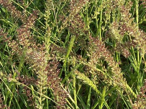 Image of stalked bur grass