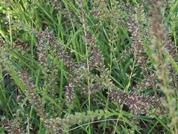 Image of stalked bur grass