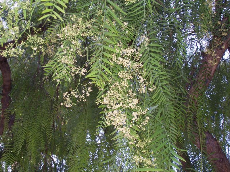 Image of Peruvian peppertree