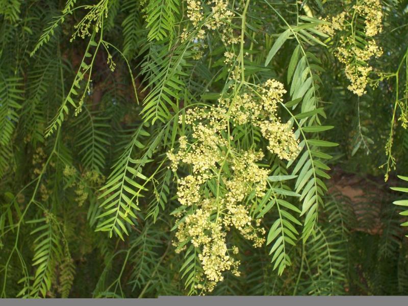 Image of Peruvian peppertree