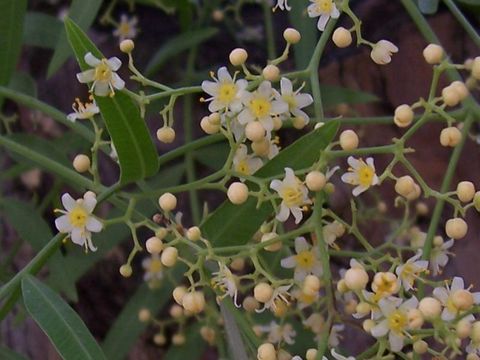 Image of Peruvian peppertree