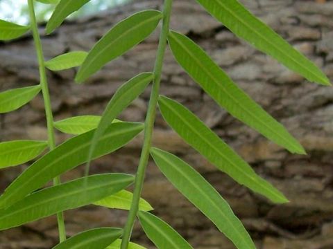 Image of Peruvian peppertree