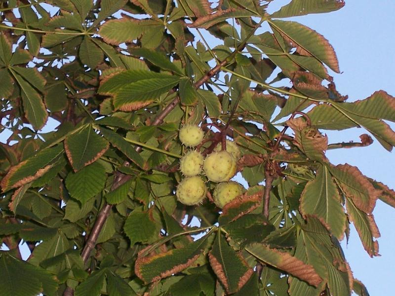 Image of European horse chestnut