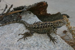 Image of Western Fence Lizard