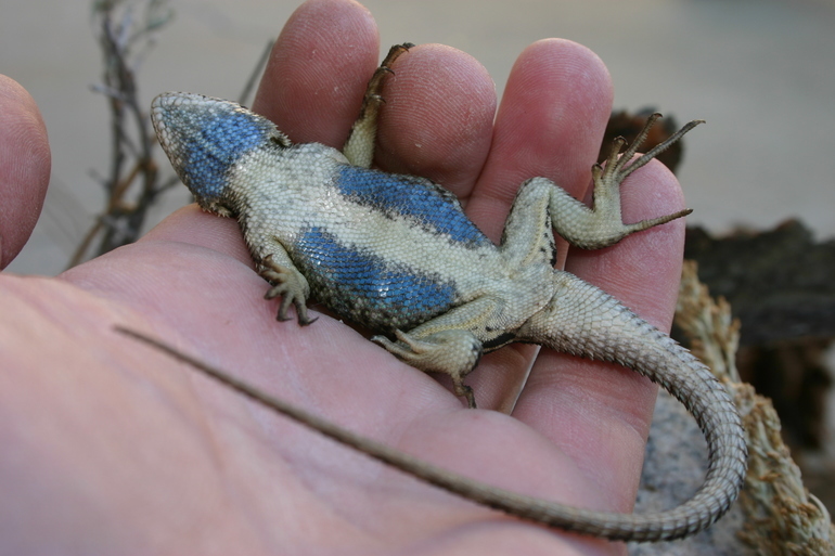 Image of Western Fence Lizard