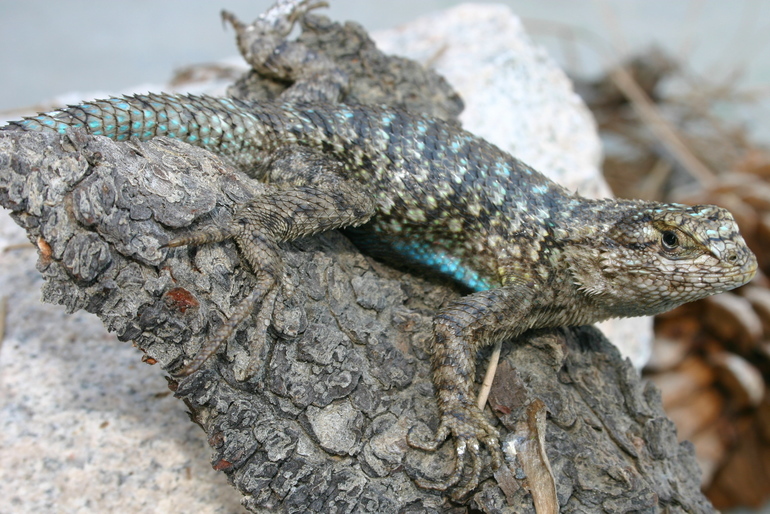 Image of Western Fence Lizard